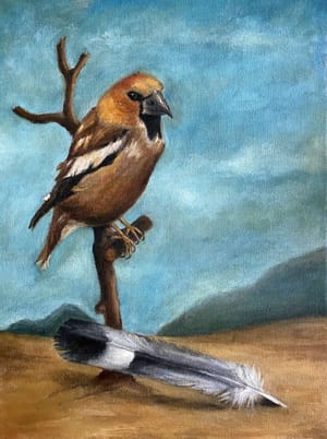 Hawfinch